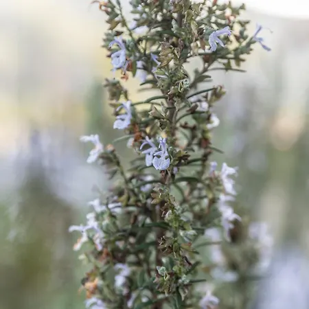 Gospodarstwo agroturystyczne Borgo Del Bambu *